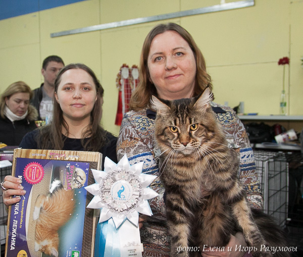 8 – 9 марта 2014 г. На международной выставке кошек г. Казань