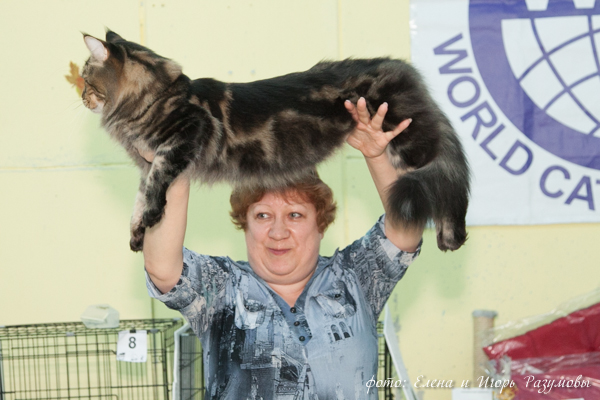 13-14 сентября 2014 г. На международной выставке кошек г. Казань