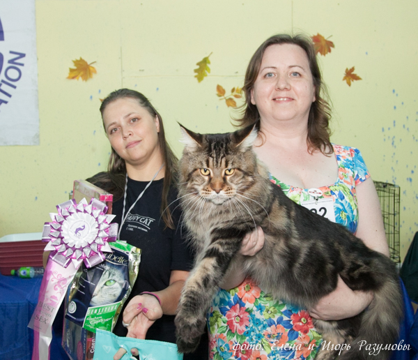 13-14 сентября 2014 г. На международной выставке кошек г. Казань